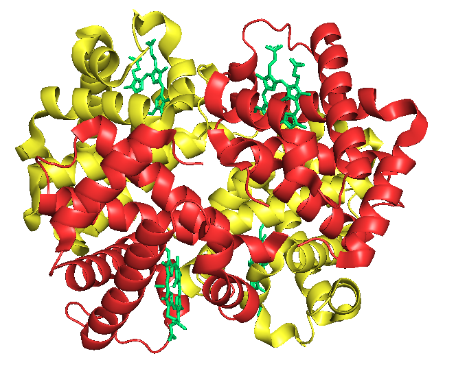 Struktura hemoglobiny płodowej HbF